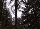 Ladderline to the dipole